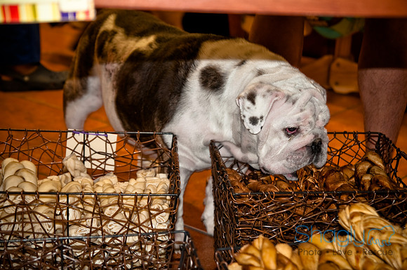 Three Dog Bakery-4