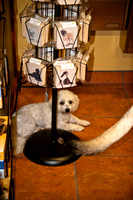 Three Dog Bakery-15