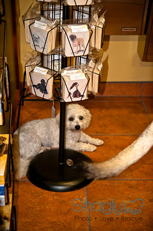 Three Dog Bakery-15