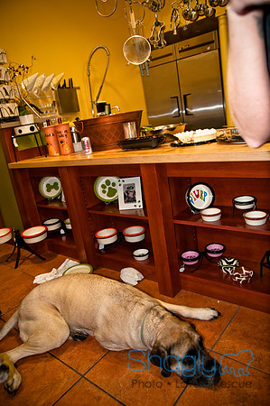 Three Dog Bakery-8