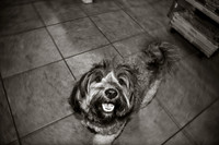 Three Dog Bakery-19