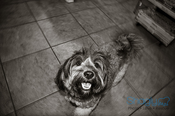 Three Dog Bakery-19