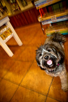Three Dog Bakery-17