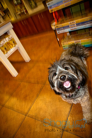 Three Dog Bakery-17