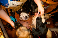 Three Dog Bakery-12