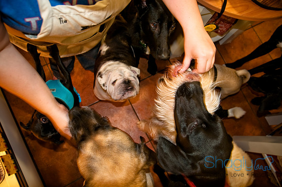 Three Dog Bakery-12