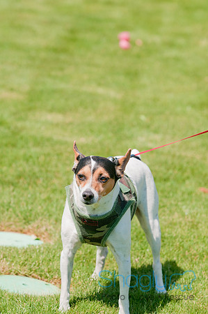 Shagly Photography-Easter Begg Hunt-83