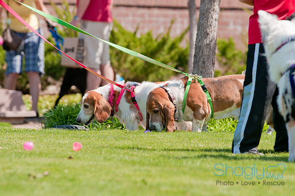 Shagly Photography-Easter Begg Hunt-71
