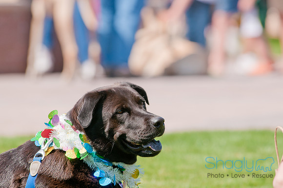 Shagly Photography-Easter Begg Hunt-82