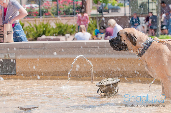 Shagly Photography-Easter Begg Hunt-100