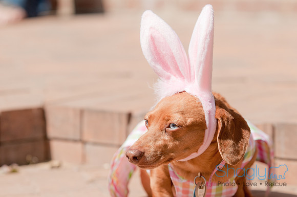 Shagly Photography-Easter Begg Hunt
