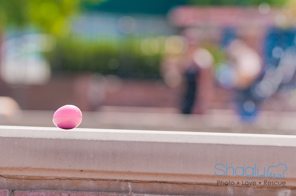 Shagly Photography-Easter Begg Hunt-47