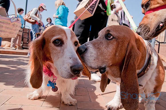 Shagly Photography-Easter Begg Hunt-23