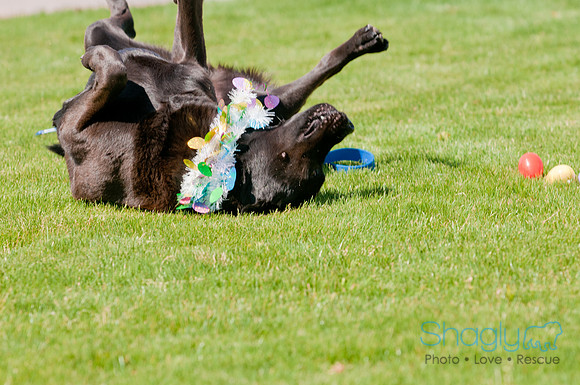 Shagly Photography-Easter Begg Hunt-78