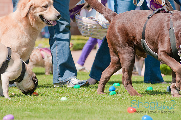 Shagly Photography-Easter Begg Hunt-36