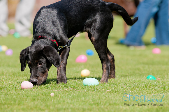 Shagly Photography-Easter Begg Hunt-44