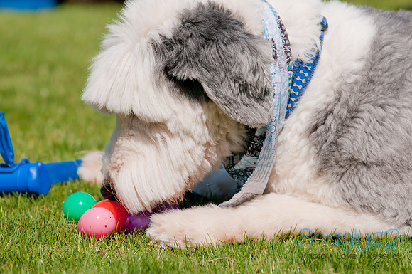 Shagly Photography-Easter Begg Hunt-76