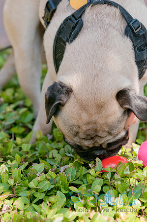 Shagly Photography-Easter Begg Hunt-6