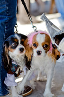 Three Dog Bakery HowlOween-13