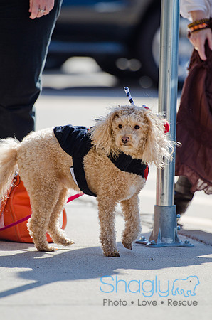 Three Dog Bakery HowlOween-25