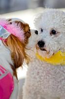 Three Dog Bakery HowlOween-15