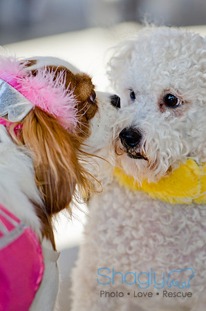 Three Dog Bakery HowlOween-15