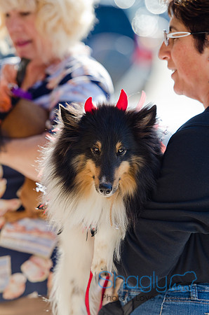 Three Dog Bakery HowlOween-22