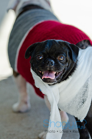 Three Dog Bakery HowlOween-2
