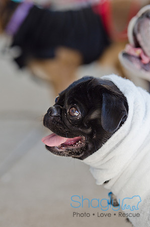 Three Dog Bakery HowlOween-6