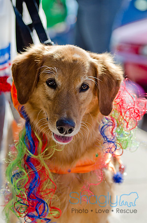 Three Dog Bakery HowlOween-1