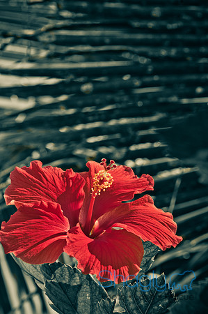 Cancun-10