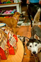 Mutt Mixer-16