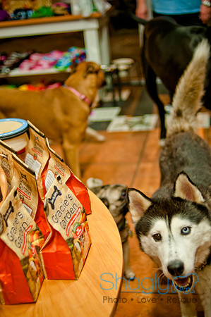 Mutt Mixer-16