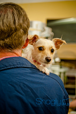 Mutt Mixer-3