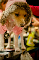 Mutt Mixer-10