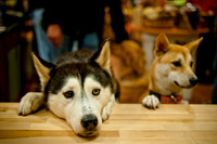Mutt Mixer-8