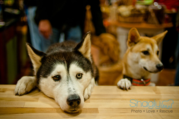 Mutt Mixer-8