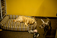 Mutt Mixer-5