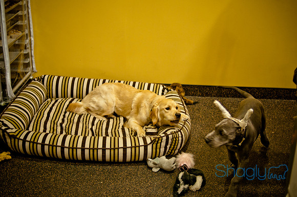Mutt Mixer-5