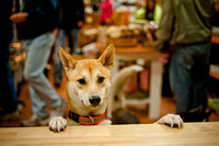 Mutt Mixer-7