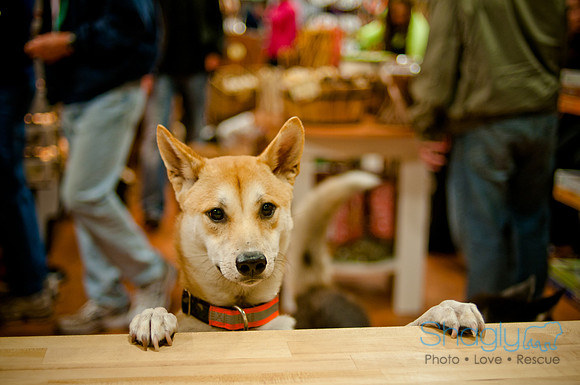 Mutt Mixer-7