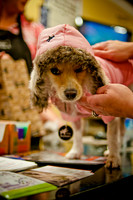 Mutt Mixer-9