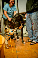 Mutt Mixer-15