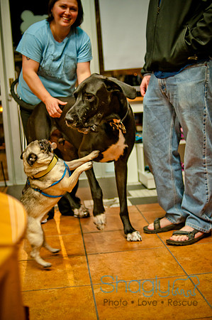 Mutt Mixer-15