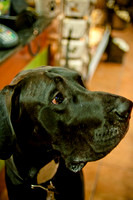 Mutt Mixer-13