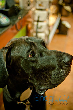 Mutt Mixer-13