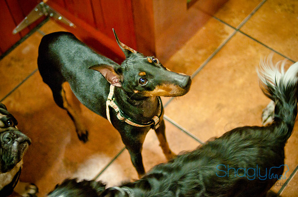 Mutt Mixer-14