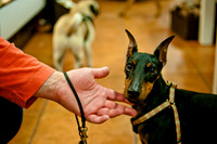 Mutt Mixer-12