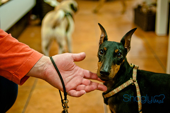 Mutt Mixer-12