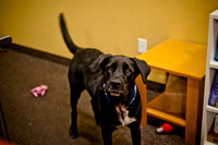 Mutt Mixer-1